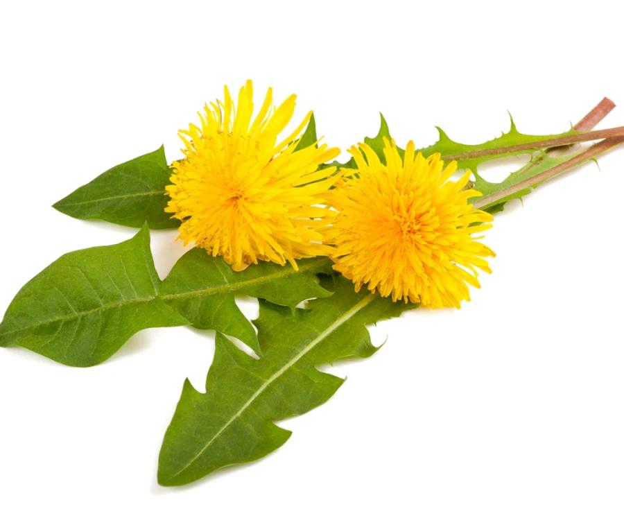 tarassaco fiore - Come faccio a riconoscere il tarassaco