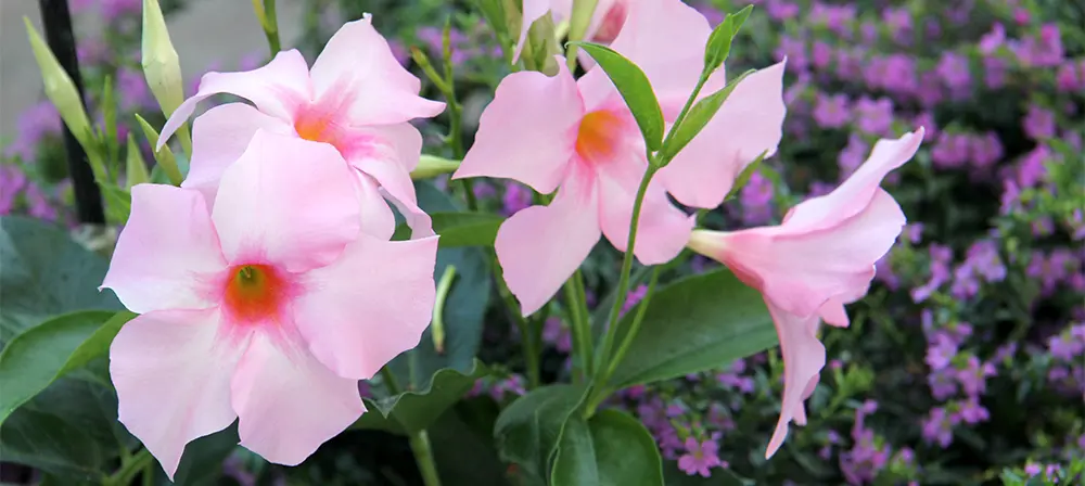 Pianta con fiori a campana: la bellezza della dipladenia - Come far arrampicare la dipladenia pianta con fiori a campana - Come far arrampicare la dipladenia