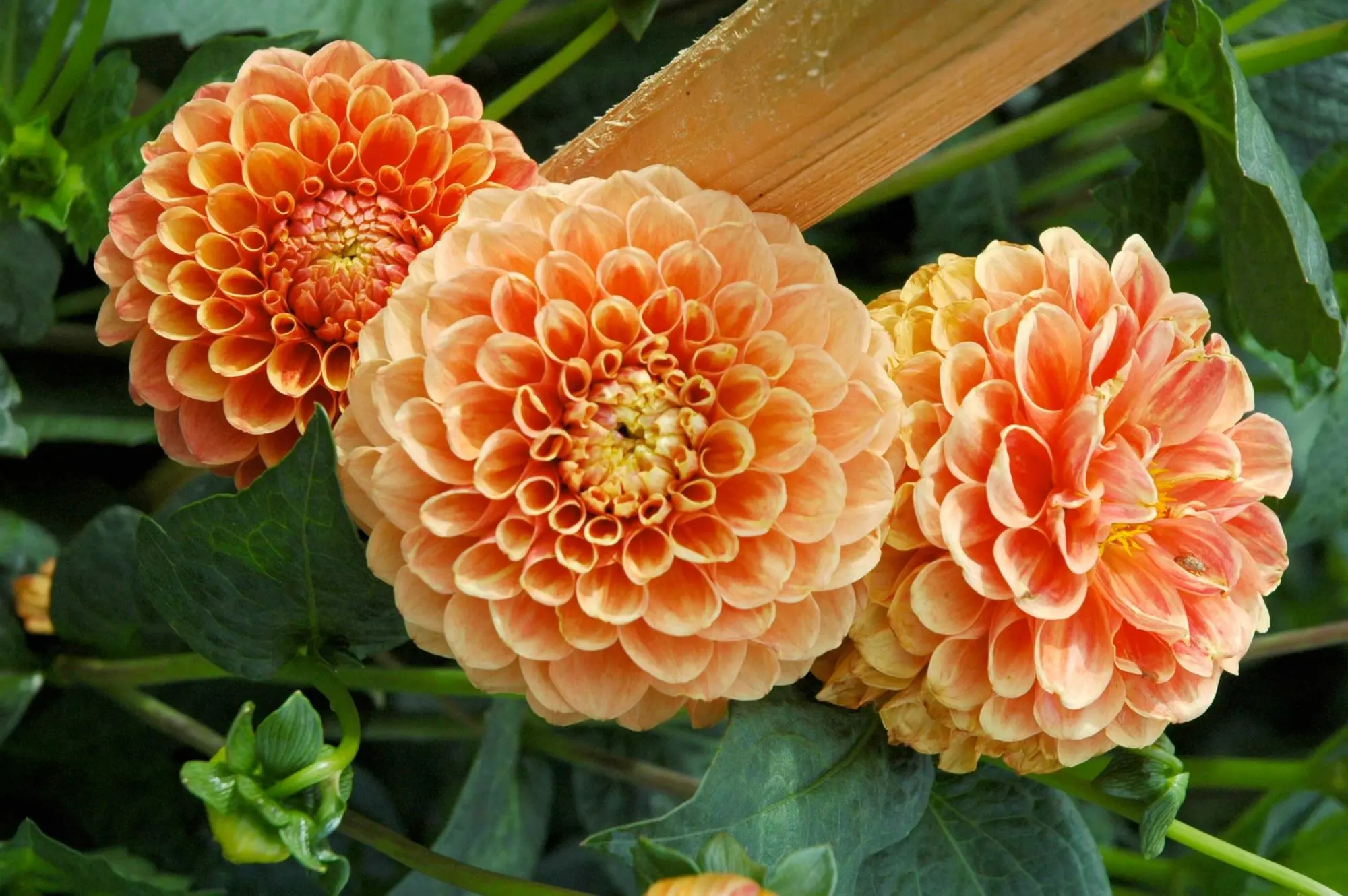 dalie fiori - Come far crescere le dalie
