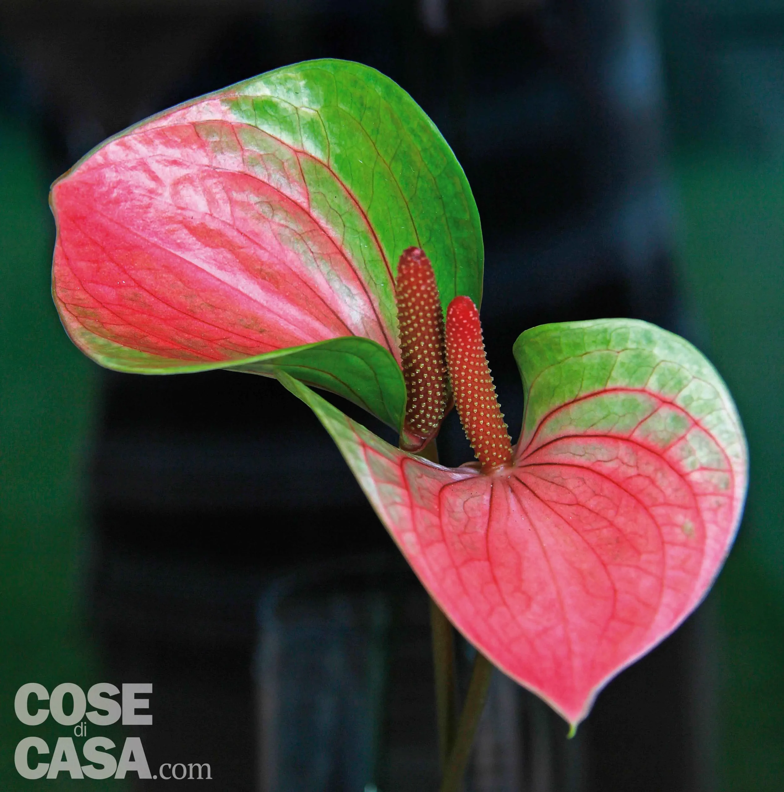 Anthurium fiore: la pianta da interno perfetta
