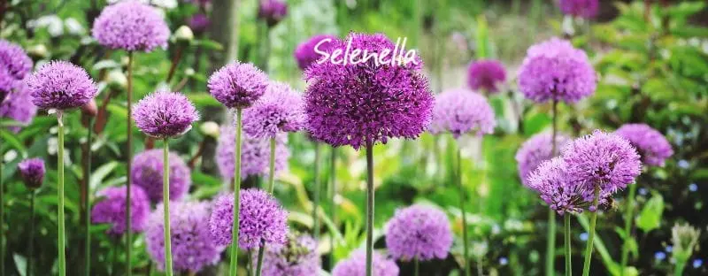 Fiore cipolle: come far fiorire le cipolle e cosa aspettarsi - Come far fiorire le cipolle fiore cipolle - Come far fiorire le cipolle