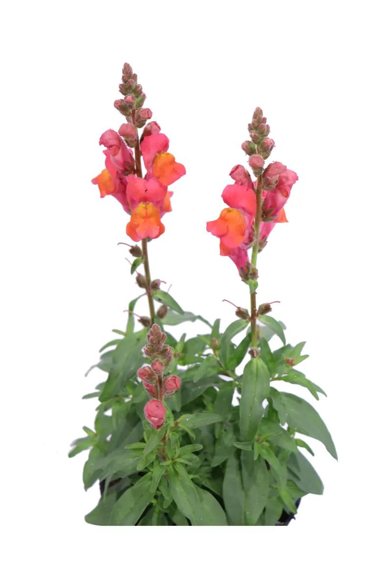 fiore bocche di leone - Come far rifiorire le bocche di leone