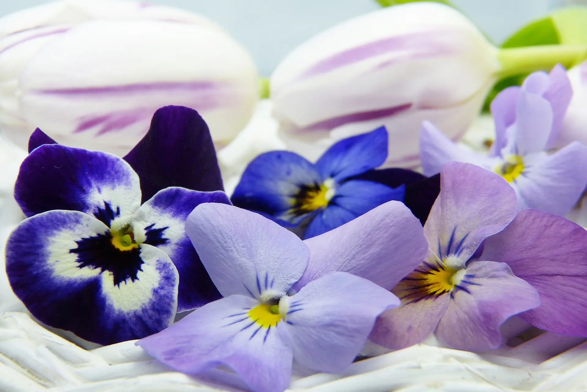 Fiori eduli: una delizia per il palato e per gli occhi - Come fare fiori edibili fiori eduli - Come fare fiori edibili