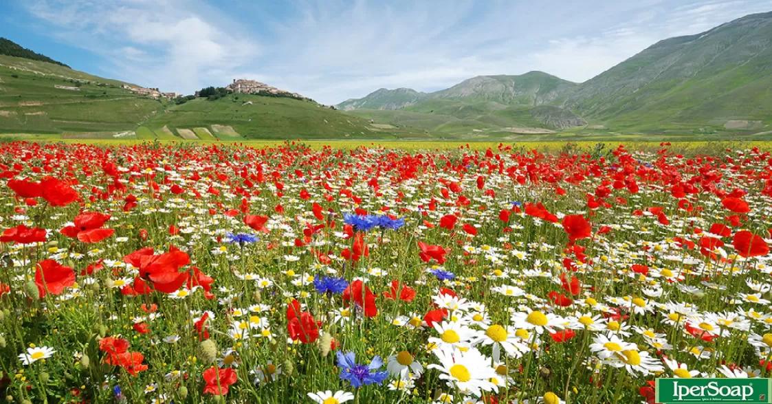Fiore Lenticchie: Un Tesoro Naturale dal Cuore dell'Italia - Come fiorisce la lenticchia fiore lenticchie - Come fiorisce la lenticchia