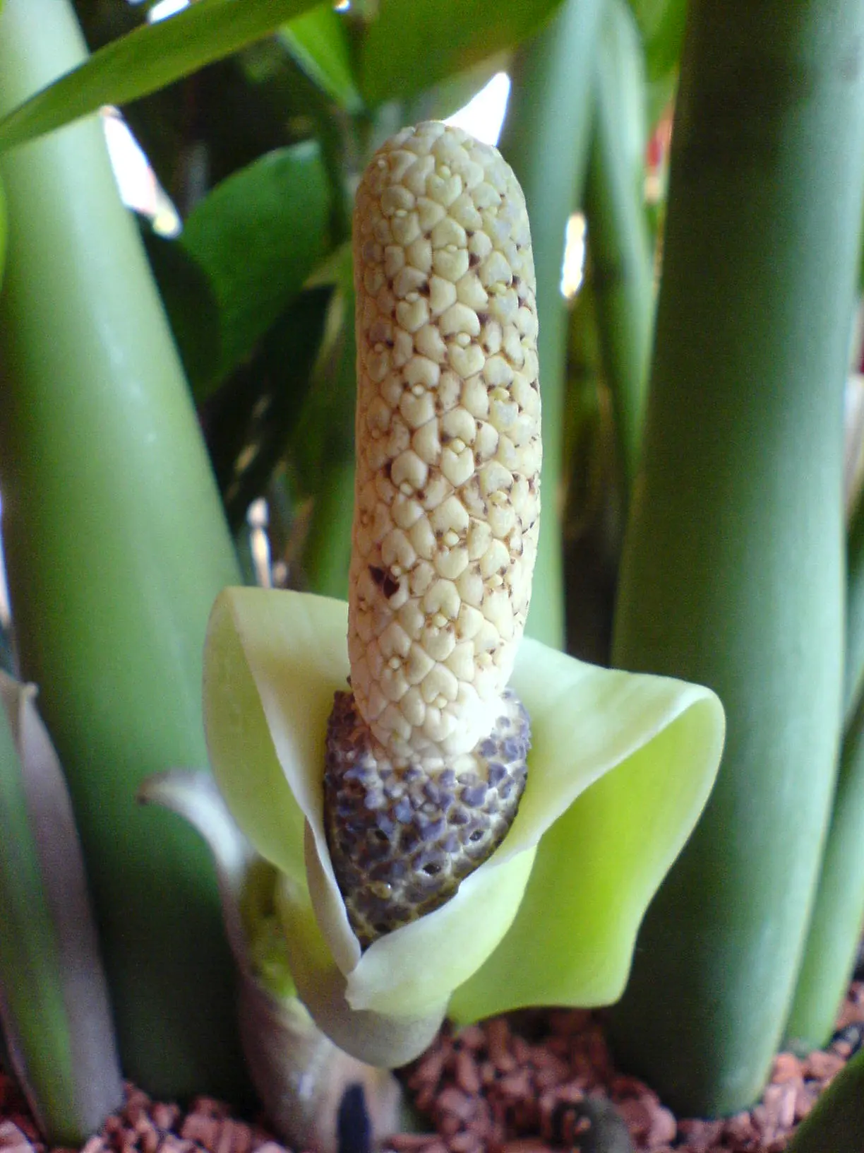 Zamioculcas Fiore: la pianta ornamentale dalla bellezza unica - Come fiorisce Zamioculcas zamioculcas fiore - Come fiorisce Zamioculcas