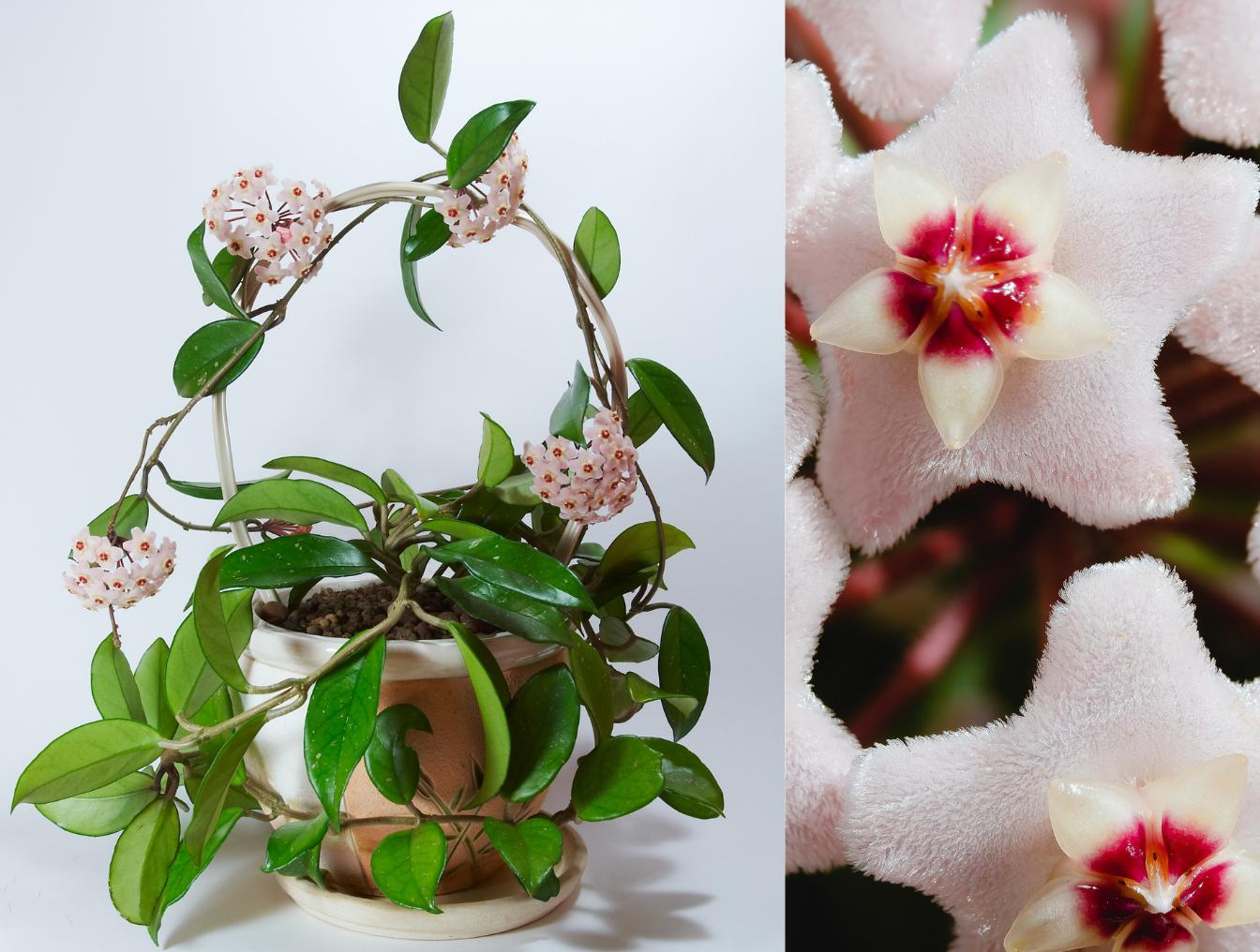 fiori di cera - Come innaffiare il fiore di cera
