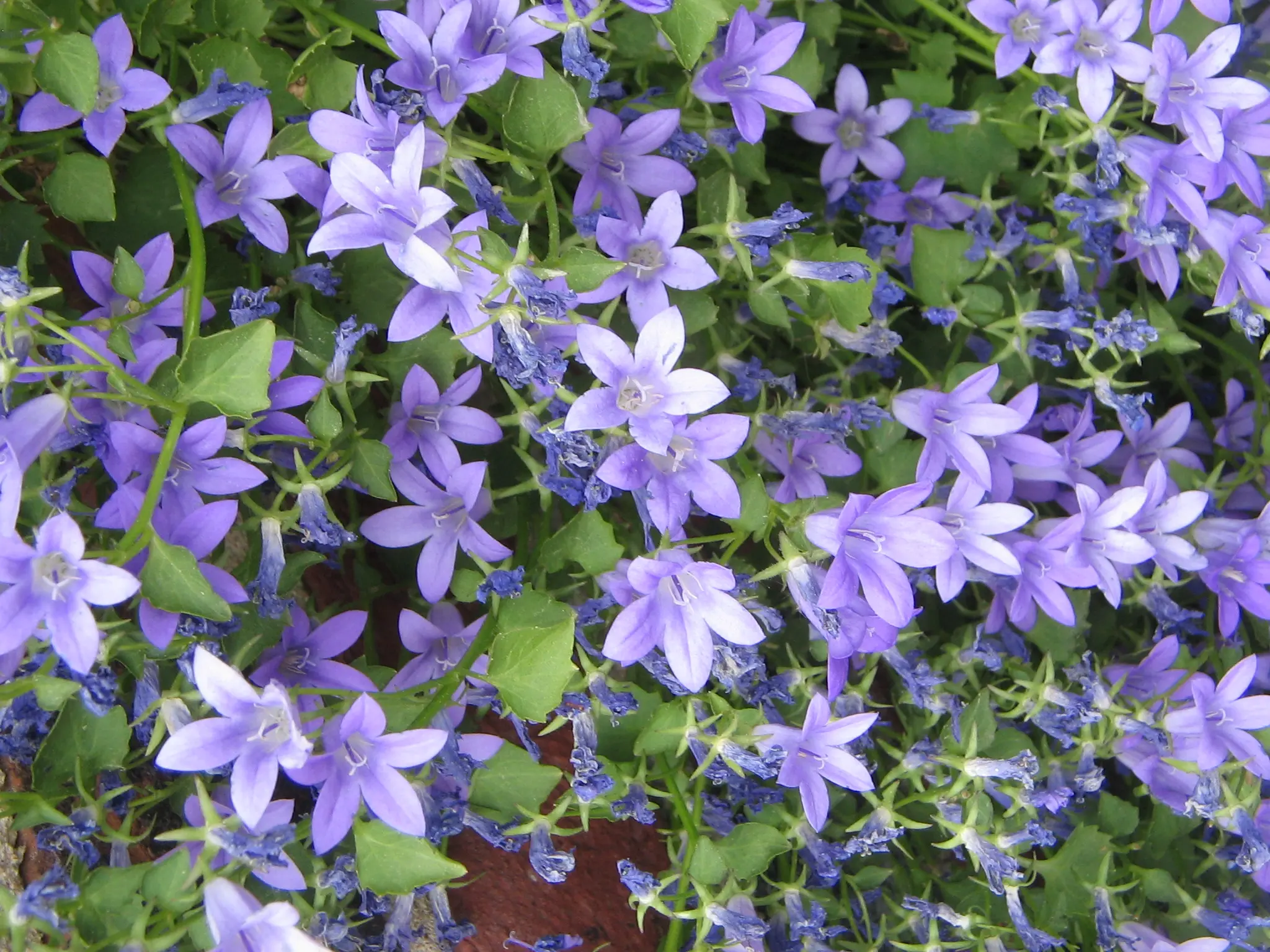 Pianta con fiore a campanella: tutto quello che devi sapere - Come innaffiare le campanule pianta con fiore a campanella - Come innaffiare le campanule