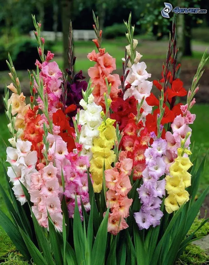 fiori con bulbo - Come piantare i bulbi di fiori