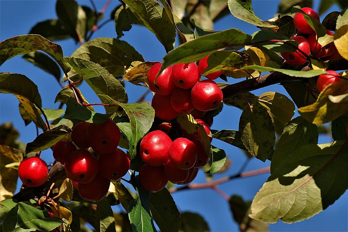 Melo da fiore: Un albero ornamentale versatile per il tuo giardino - Come potare il melo da fiore melo da fiore - Come potare il melo da fiore