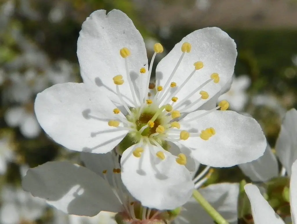 A cosa serve Cherry Plum fiori di Bach - Come prendere Cherry Plum cherry plum fiori di bach - Come prendere Cherry Plum