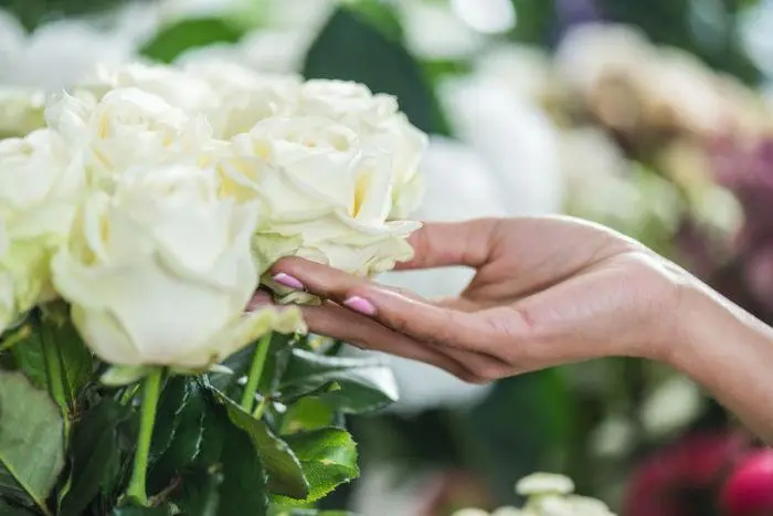rosa fiore - Come può essere la rosa