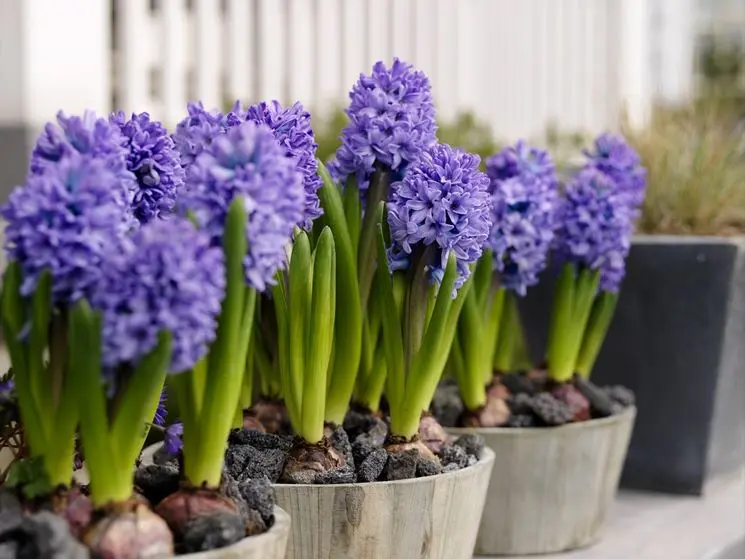 fiori con bulbo - Come riconoscere i bulbi dei fiori