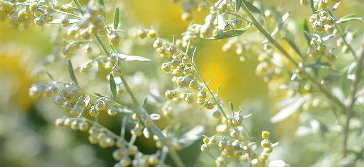 artemisia fiore - Come riconoscere l Artemisia