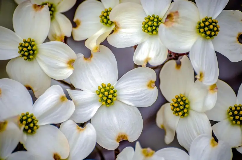 corniolo fiore - Come riconoscere la pianta del corniolo