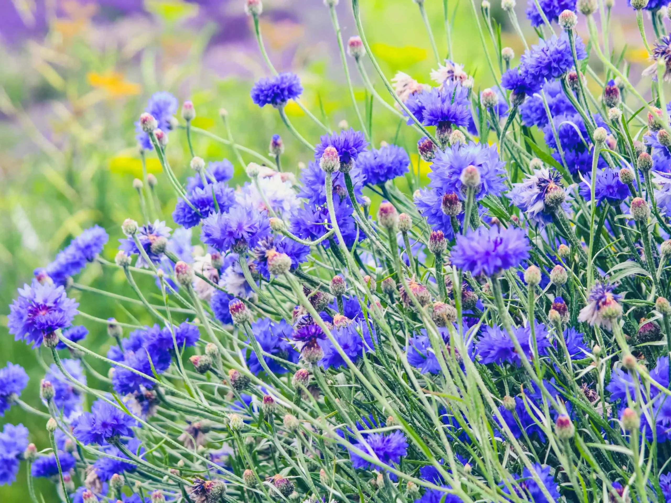 fiordalisi fiore - Come riprodurre i fiordalisi
