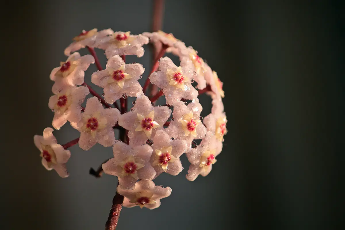 Fiore di cera: come riprodurlo e moltiplicarlo - Come riprodurre i fiori fiore di cera come riprodurla - Come riprodurre i fiori