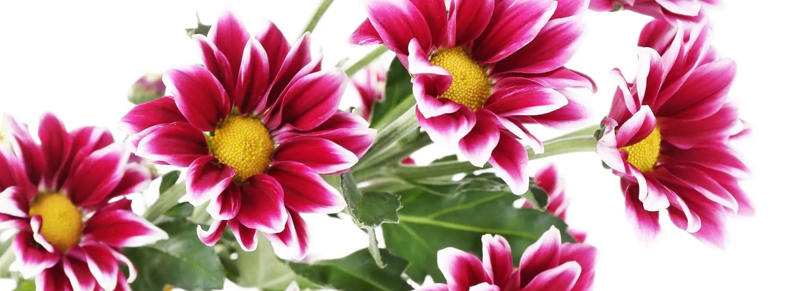 San Carlino Fiore: Un simbolo di eleganza e raffinatezza - Come salvare i crisantemi in vaso san carlino fiore - Come salvare i crisantemi in vaso