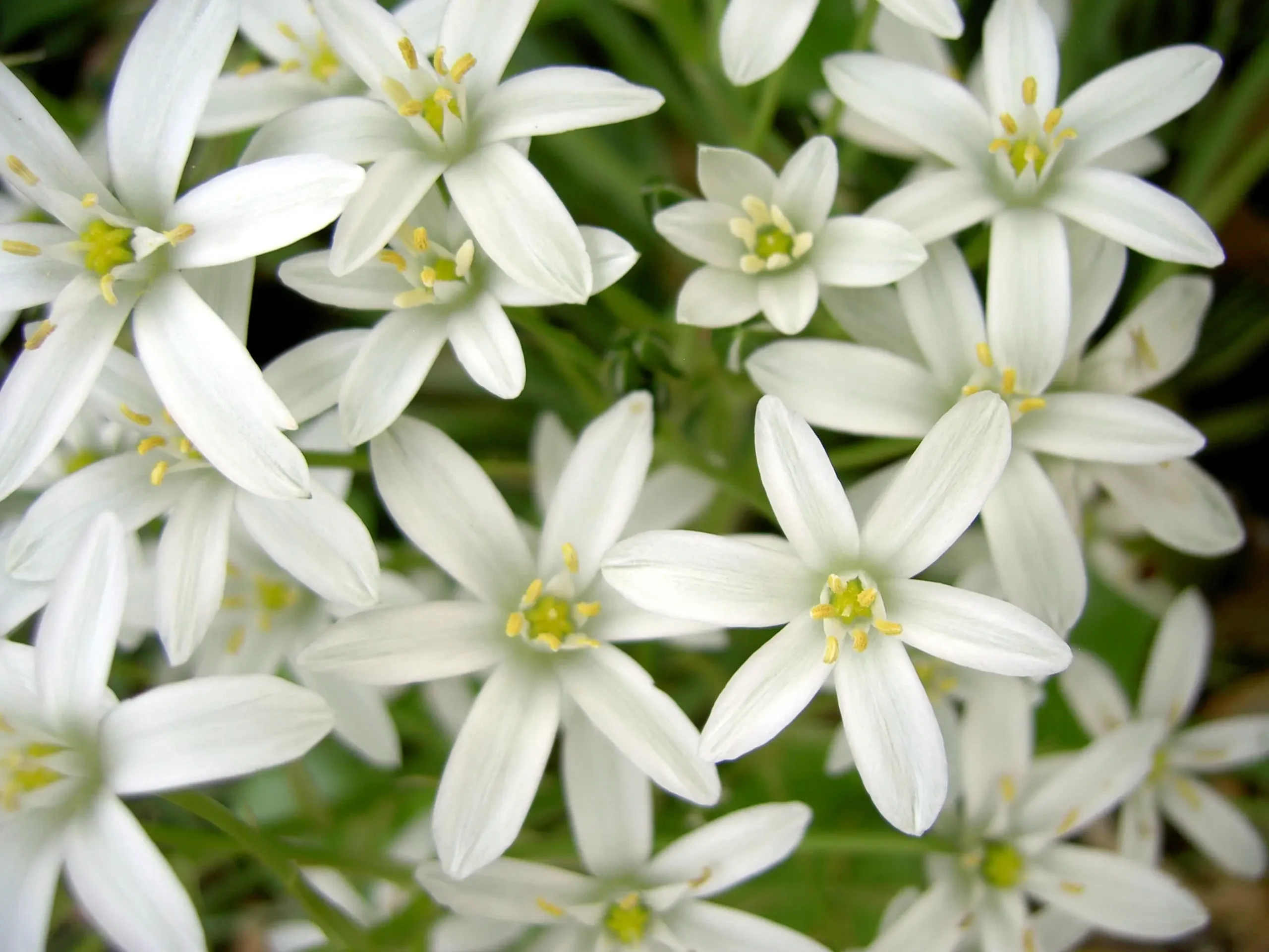 Star of Bethlehem Fiori di Bach: Benefici e Utilizzo - Come si assume Star of Bethlehem star of bethlehem fiori di bach - Come si assume Star of Bethlehem
