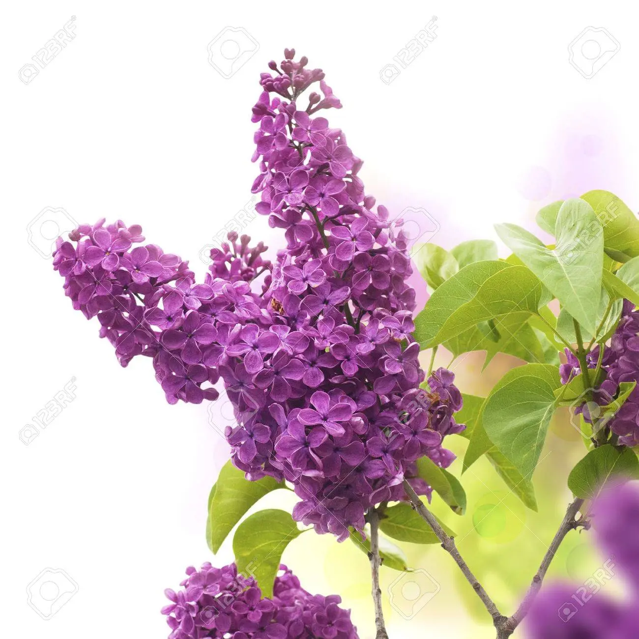 Fiori di Lillà: il fiore lilla dal profumo incantevole - Come si chiama è un fiore lillà molto profumato fiori di lillà - Come si chiama è un fiore lillà molto profumato