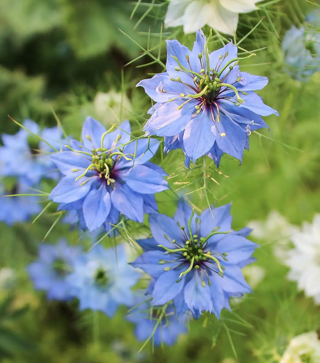 fiori azzurri - Come si chiama il fiore blu