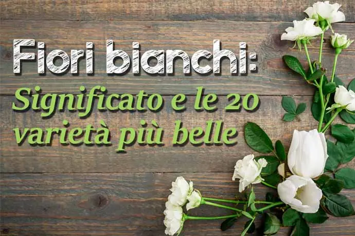 fiori bianchi - Come si chiama il fiore con i petali bianchi