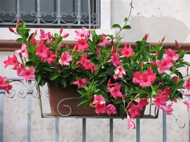 Come si chiama il fiore dei balconi - Come si chiama il fiore dei balconi fiori da balcone nomi - Come si chiama il fiore dei balconi