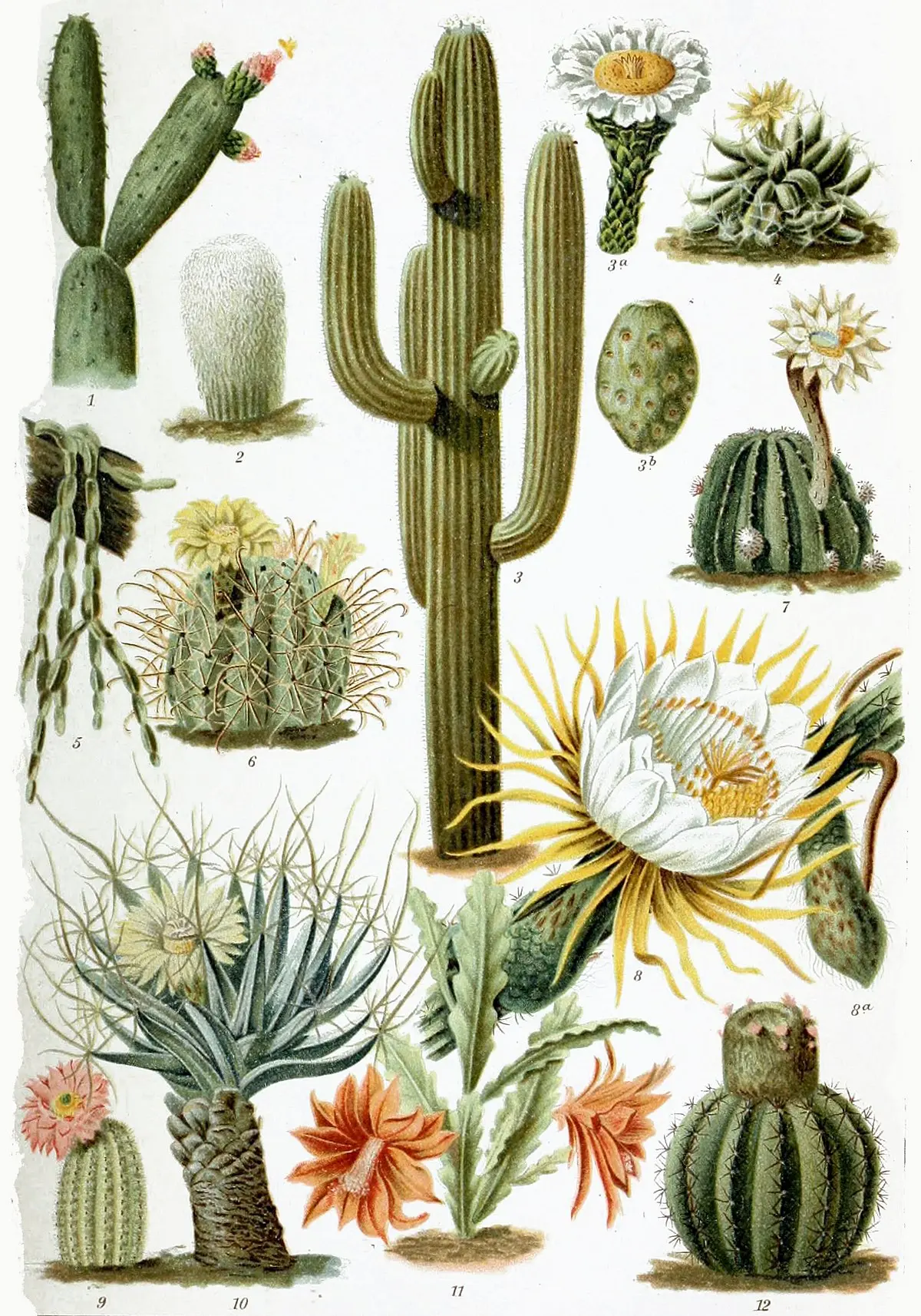 fiore della pagoda - Come si chiama il fiore del Cactus