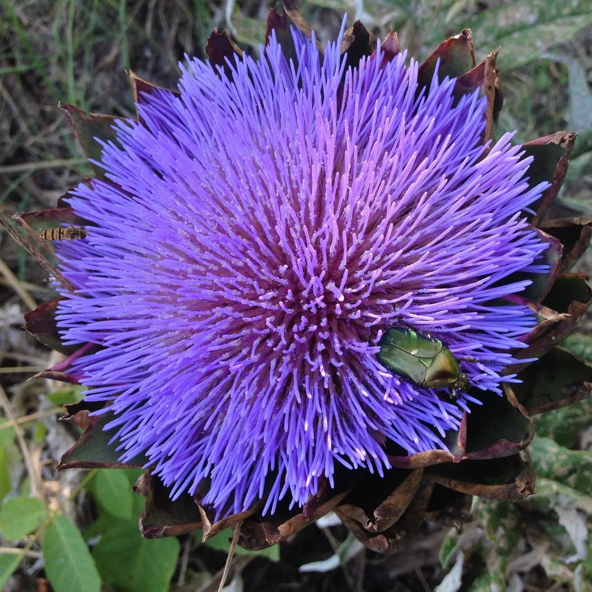 Fiore Carciofo: Un Ortaggio dal Cuore Floreale - Come si chiama il fiore di cardo fiore carciofo - Come si chiama il fiore di cardo