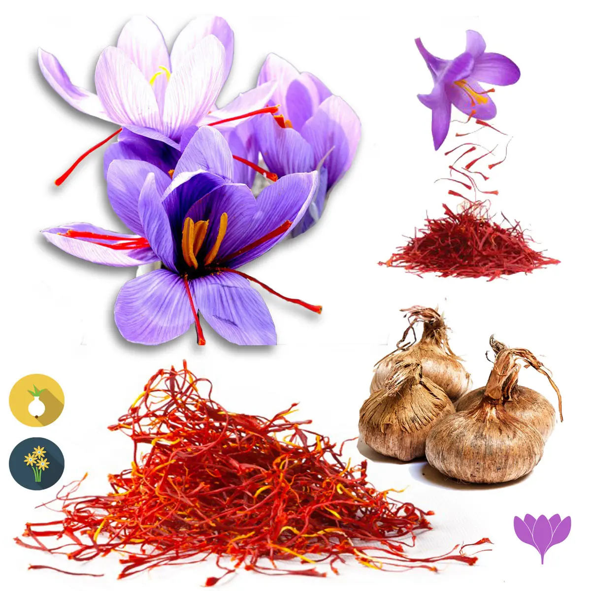 Zafferano in fiore: un tesoro profumato e colorato - Come si chiama il fiore di zafferano zafferano in fiore - Come si chiama il fiore di zafferano