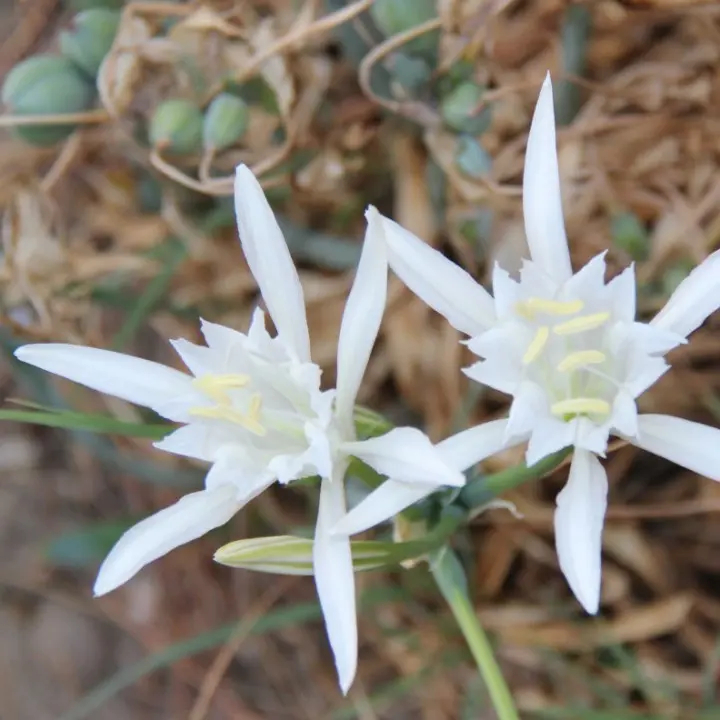 Giglio di mare: fiori bianchi e profumati