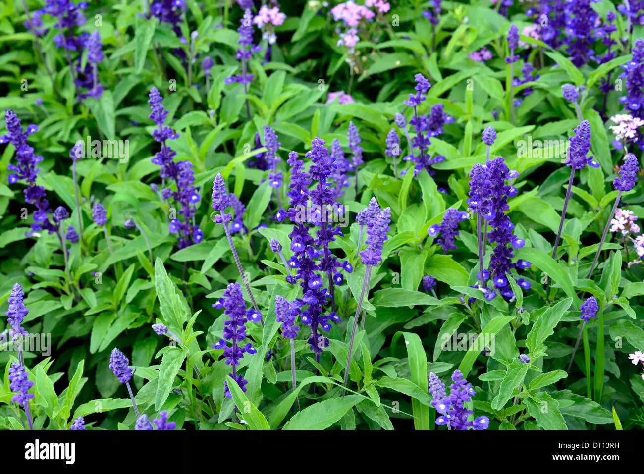 piante con fiori viola - Come si chiama la pianta con foglie viola