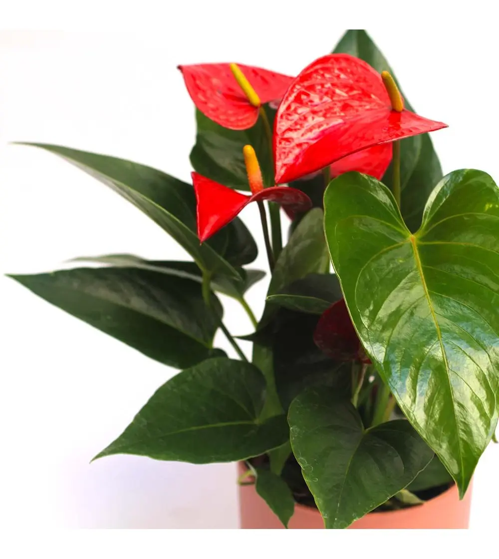 pianta con fiore rosso - Come si chiama la pianta con il fiore rosso