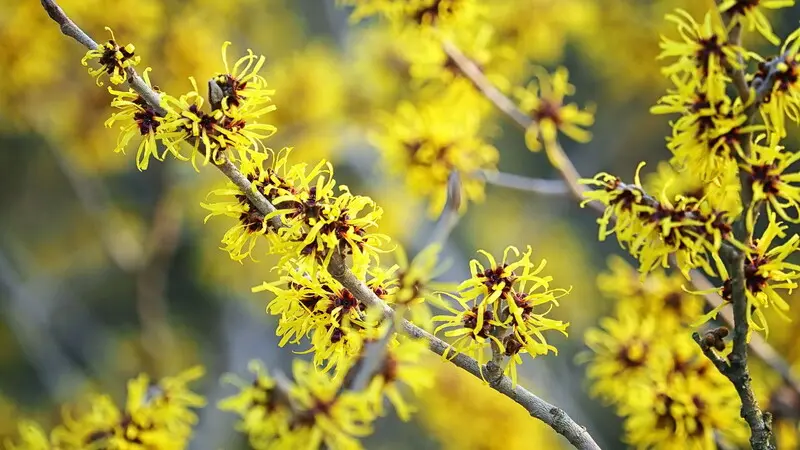 una pianta ornamentale dai fiori gialli - Come si chiama la pianta dai fiori a grappoli