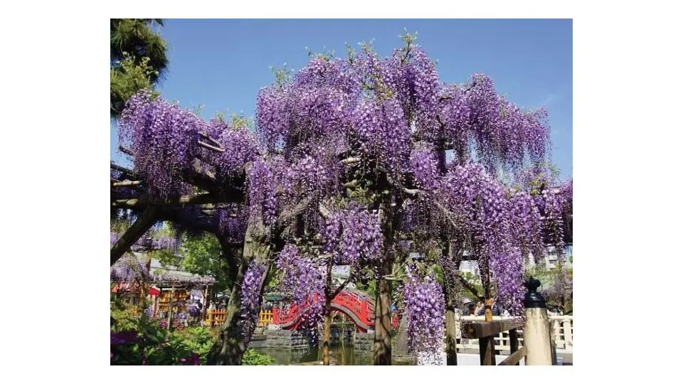 pianta dai fiori a grappoli - Come si chiama la pianta dai grappoli di fiori viola