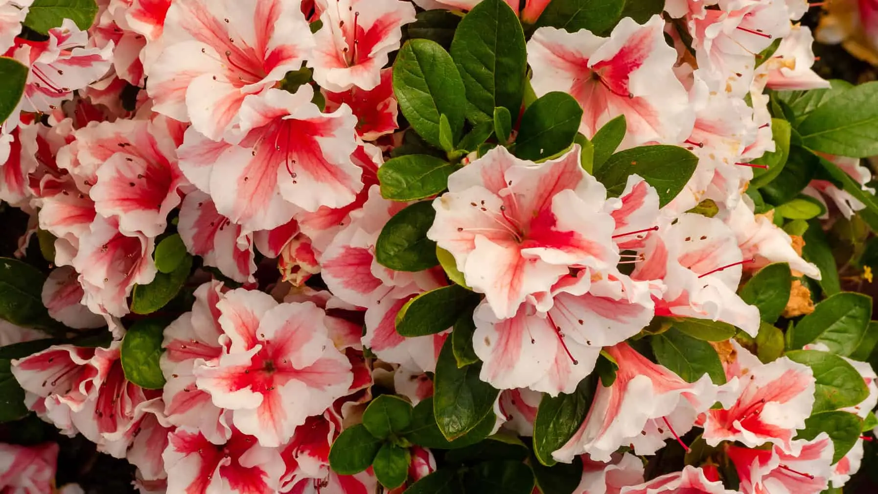 fiori per la festa della mamma - Come si chiama la pianta della festa della mamma