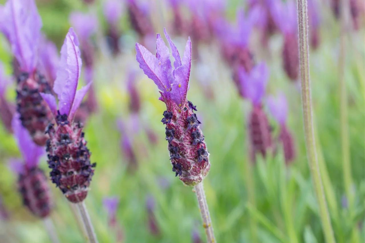 piante con fiori viola - Come si chiama la pianta rampicante con i fiori viola