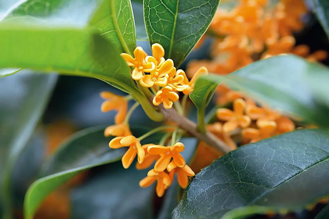 Siepi sempreverdi fiorite: la scelta giusta per il tuo giardino - Come si chiama la siepe con fiori bianchi siepi sempreverdi fiorite - Come si chiama la siepe con fiori bianchi