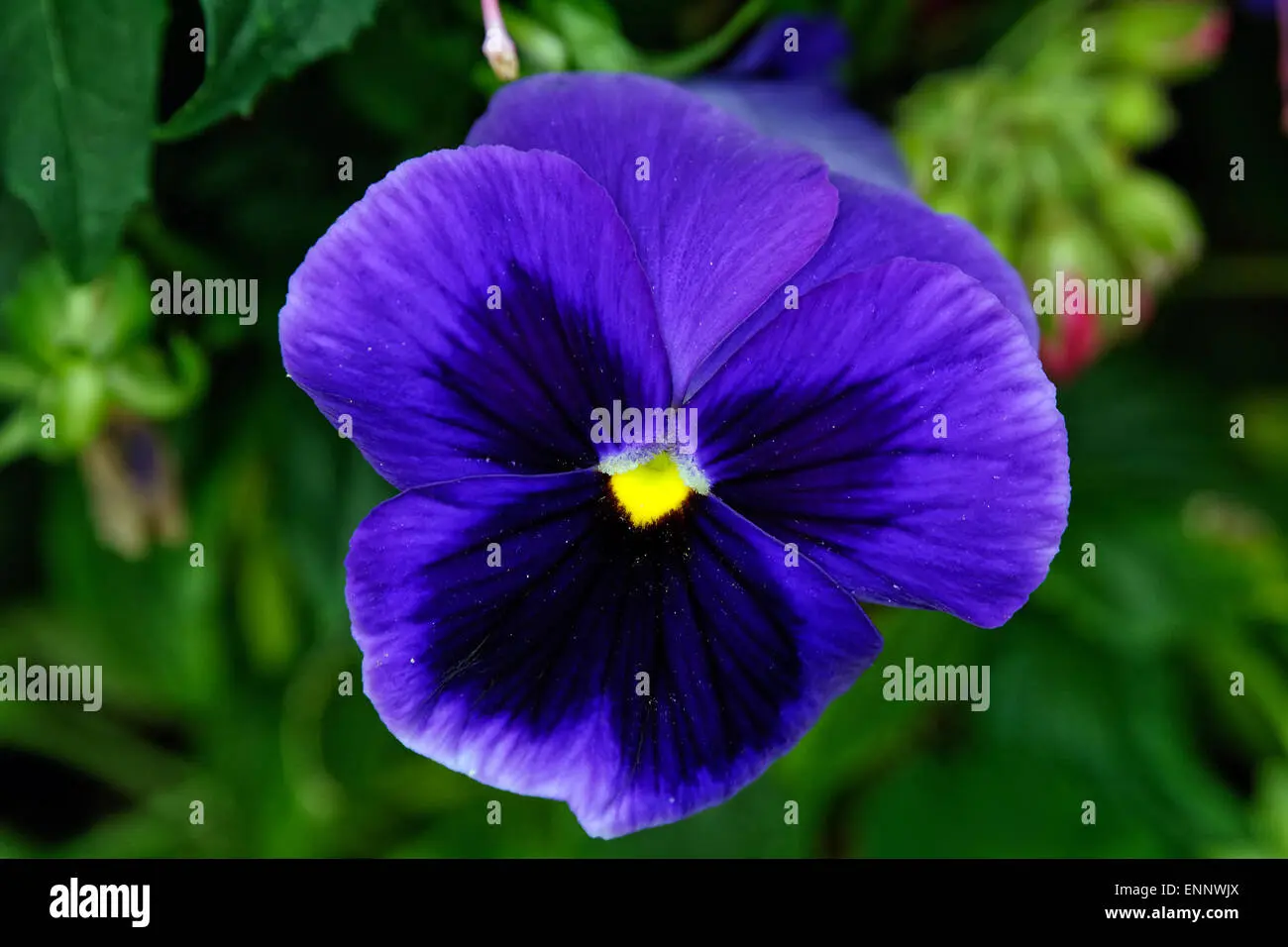 Un fiore blu violetto: bellezza e mistero in un unico petalo - Come si chiamano i fiorellini blu un fiore blu violetto - Come si chiamano i fiorellini blu