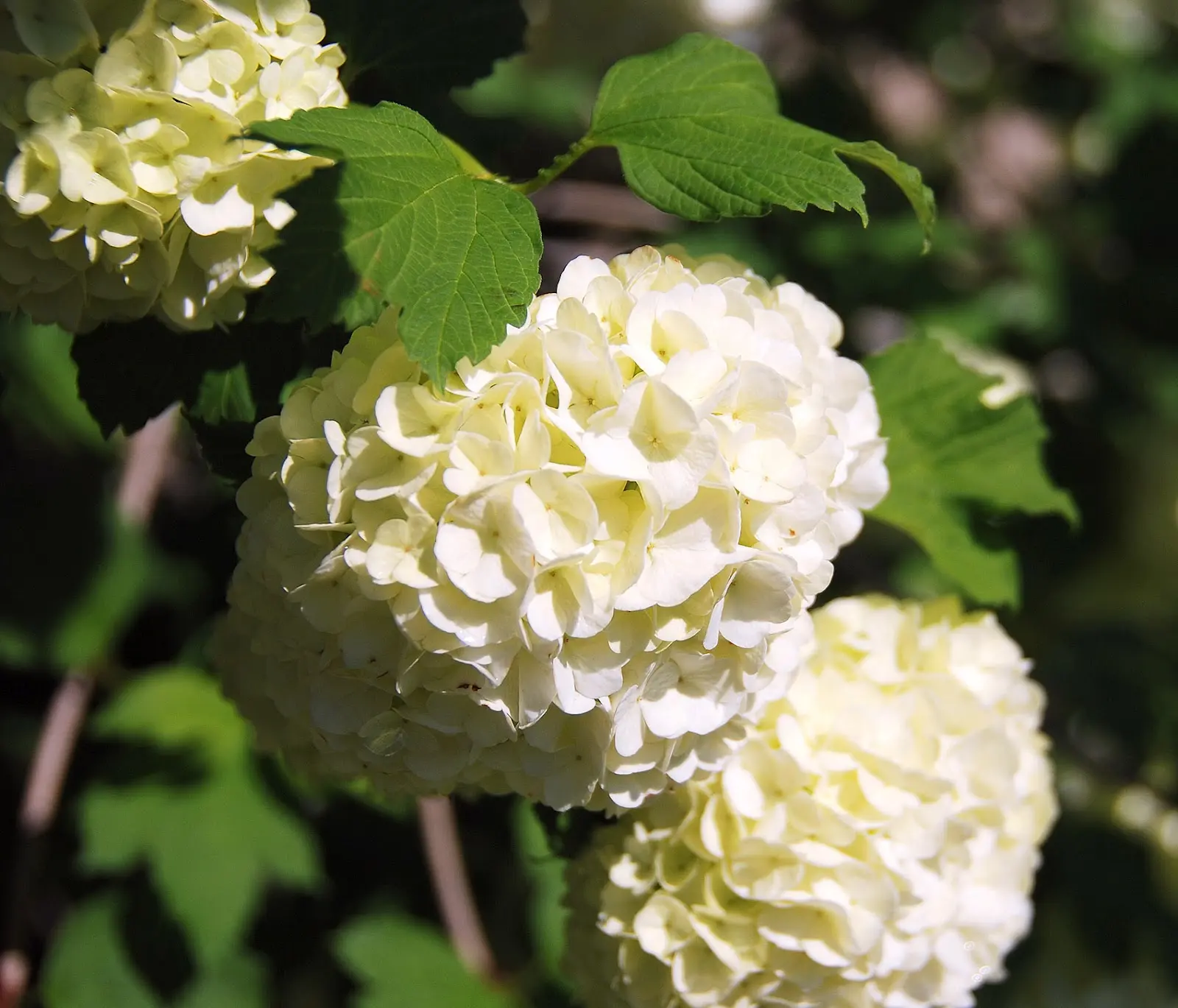 Come si chiamano i fiori a forma di palla - Come si chiamano i fiori a forma di palla fiori a palla - Come si chiamano i fiori a forma di palla