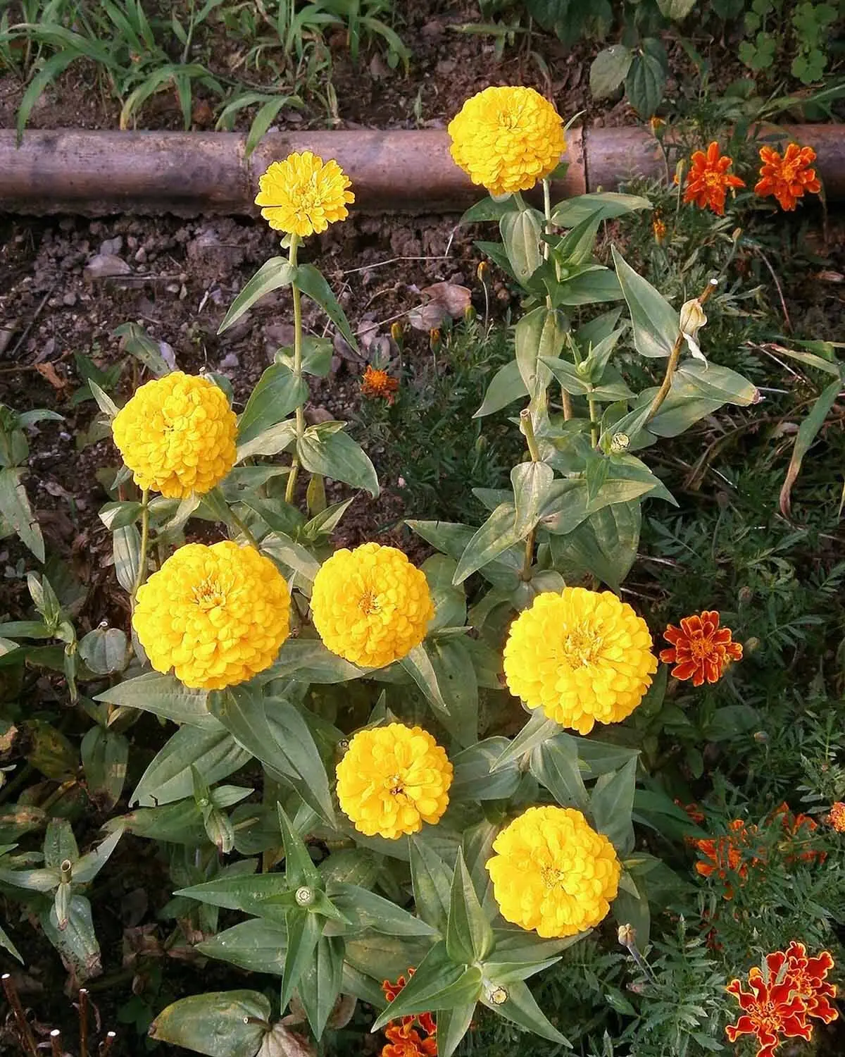 fiori giallo nomi - Come si chiamano i fiori gialli del prato