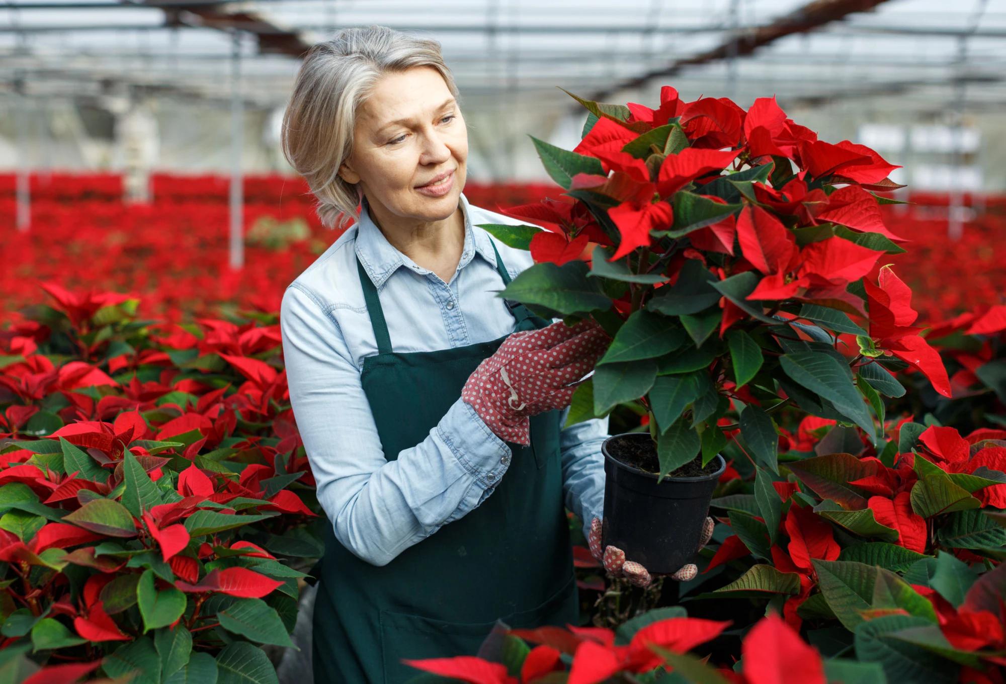 Fiori di Natale: la bellezza natalizia che incanta - Come si chiamano i fiori rossi di Natale fiori di natale - Come si chiamano i fiori rossi di Natale