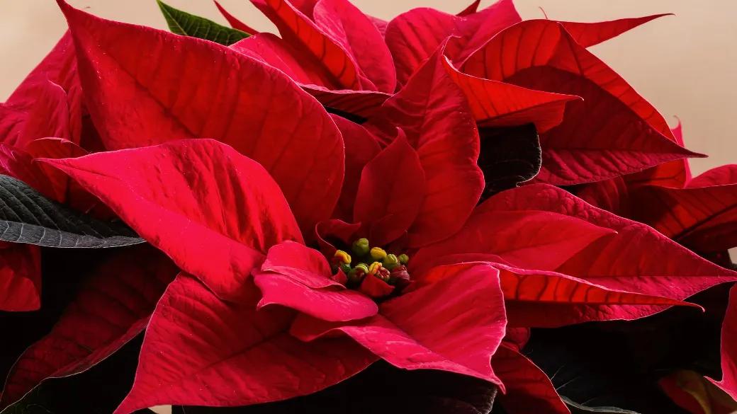 Fiori di Natale: la bellezza natalizia che incanta - Come si chiamano le foglie natalizie fiori di natale - Come si chiamano le foglie natalizie