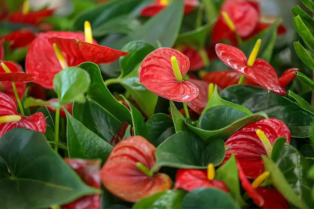 Come si chiamano le piante da interno con fiori: una guida completa - Come si chiamano le piante da interno piante da interno con fiori nomi - Come si chiamano le piante da interno