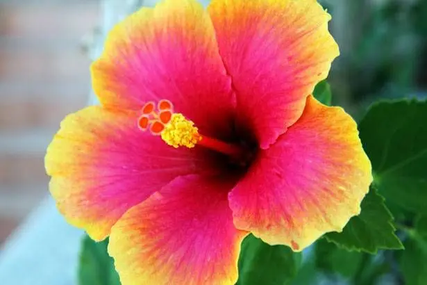 Fiori Grandi: La Bellezza nella Dimensione - Come si chiamano le rose grandi fiori grandi - Come si chiamano le rose grandi