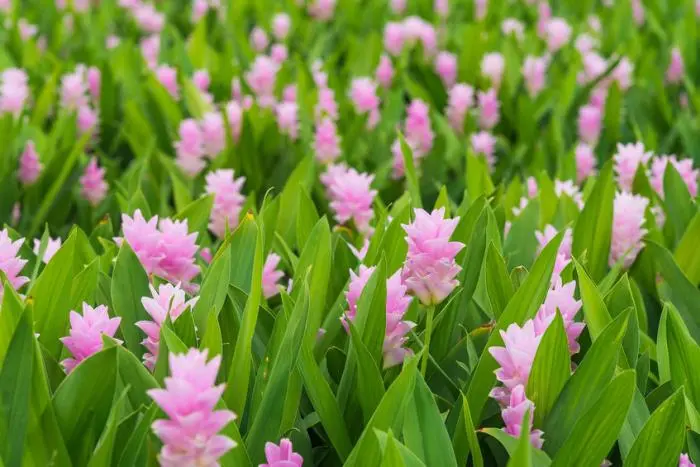 Curcuma fiore: una pianta ornamentale dal fascino esotico - Come si coltiva la curcuma fiore curcuma fiore - Come si coltiva la curcuma fiore