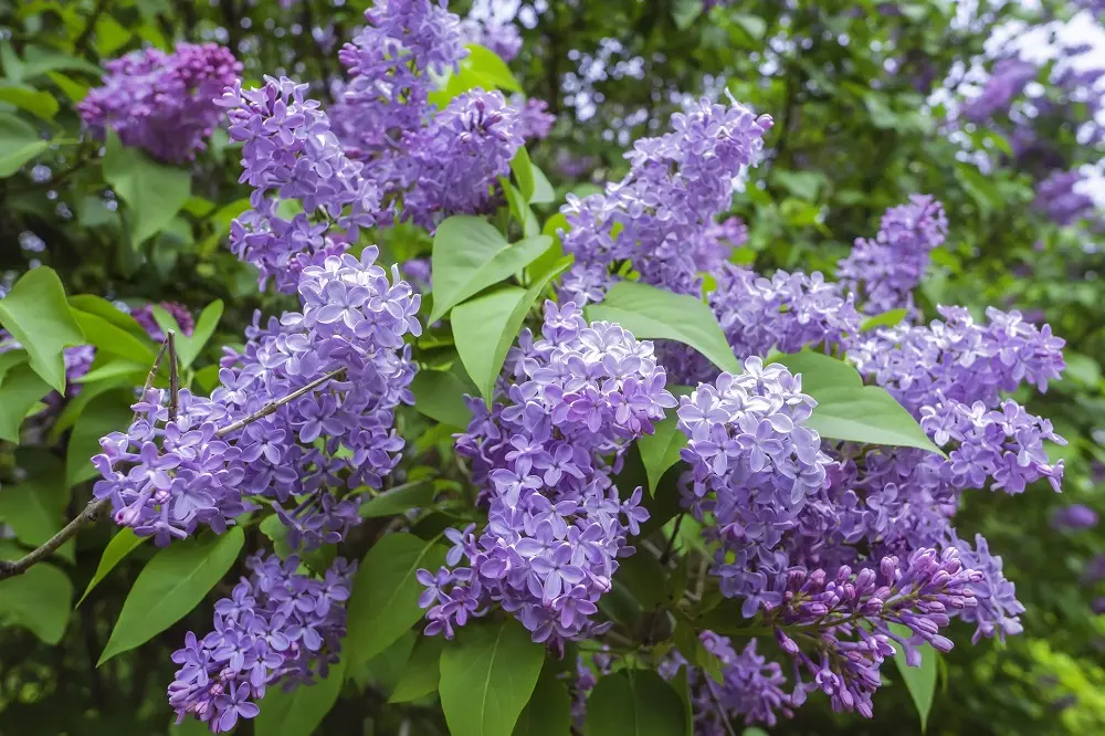 Lilla Fiore: Il Fiore del Paradiso - Come si coltiva la lillà lilla fiore - Come si coltiva la lillà