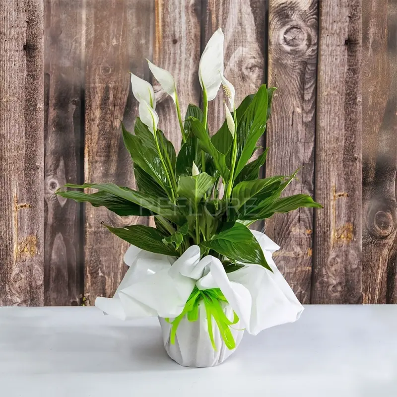 Pianta con Fiori Bianchi: Bellezza e Simbologia - Come si cura il giglio della pace pianta con fiori bianchi - Come si cura il giglio della pace