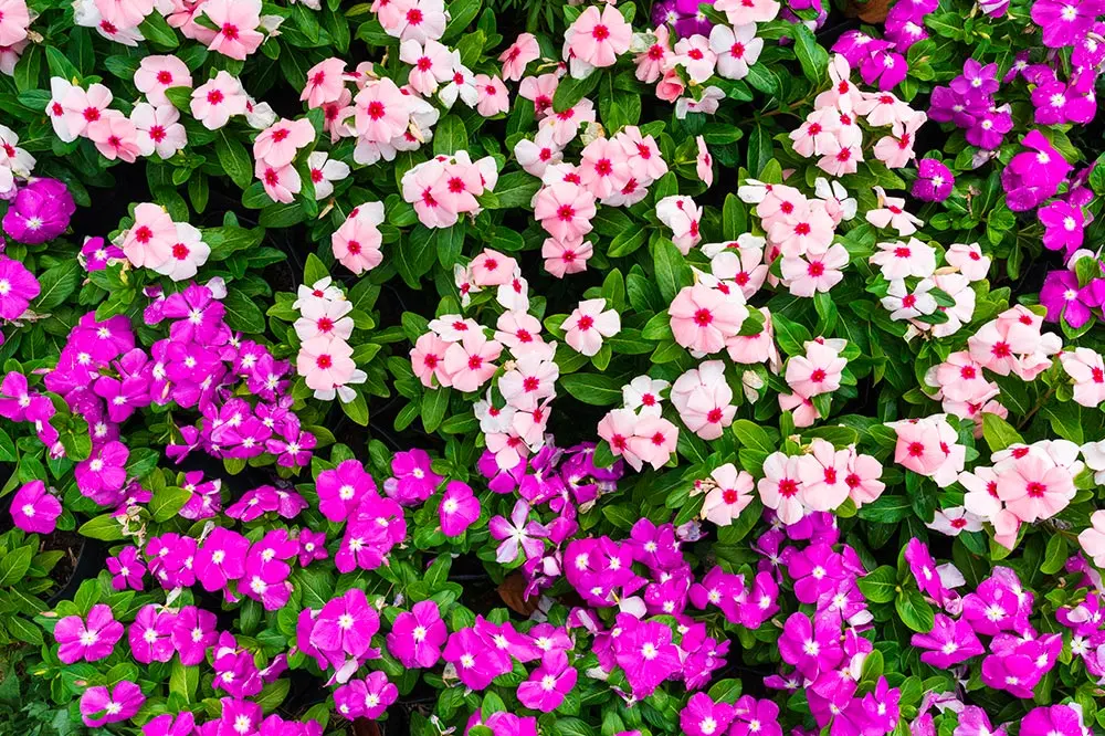 Pervinca Fiore: Bellezza e Resistenza in un Solo Fiore - Come si cura la pianta della Pervinca pervinca fiore - Come si cura la pianta della Pervinca