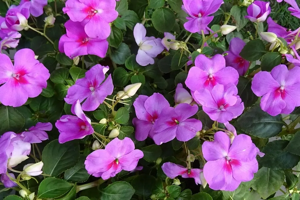 fiori di vetro - Come si cura la pianta Impatiens