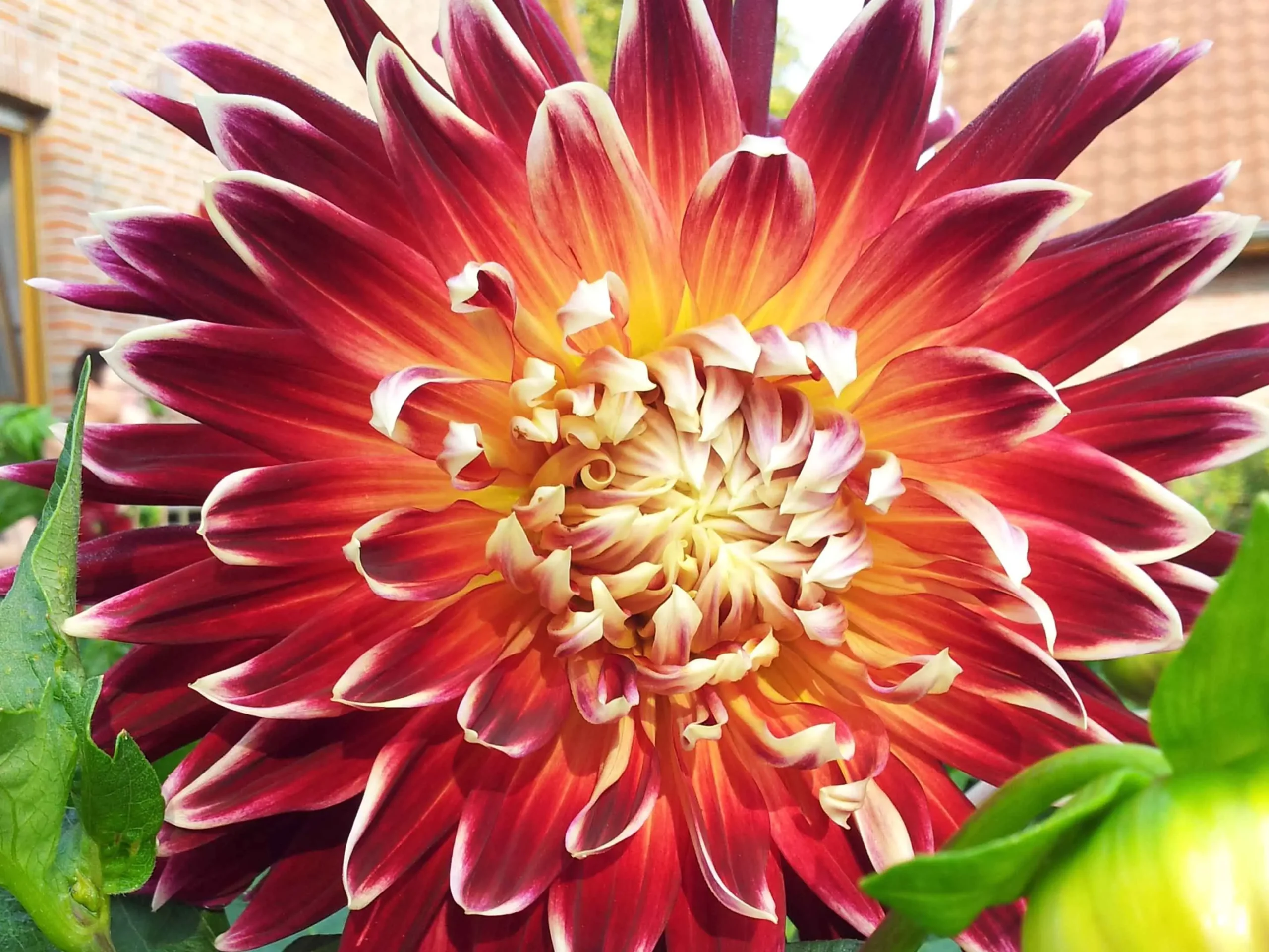 dalia fiore - Come si curano le dalie in vaso
